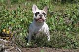 BOULEDOGUE FRANCAIS 020